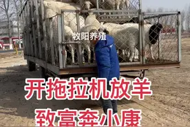 #农村养羊 #养羊人 #自繁自养视频封面