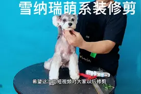 今日为大家分享，雪纳瑞萌宠造型