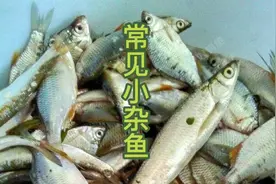 #钓鱼#中国常见淡水小杂鱼#小鱼品种视频封面