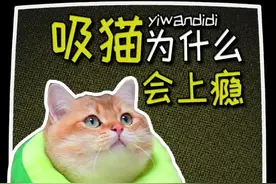 吸猫为什么会上瘾 #吸猫 #猫长得可爱就会被吸 #猫 #养猫 #新手养猫 #铲屎官 #云养猫 