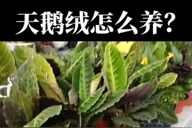 天鹅绒怎么养？视频封面