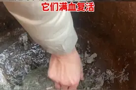 11月30日，河南，因降温太快，未搬回屋的乌龟冻成冰块，经过冰火两重天的考验，化冰后挪进屋子复活了。
（视频来源：@😽人生若只如初见😻 ）视频封面
