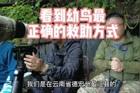 正确的救助方式#保护野生动物视频封面