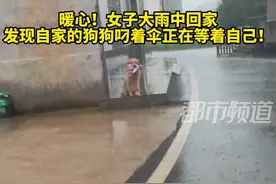 暖心！女子大雨中回家，发现自家的狗狗叼着伞正在等着自己！#狗狗 #暖心 视频封面
