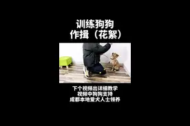 聪明都你看两遍肯定能学会 如何 #训狗 恭喜发财 #训犬  @抖音短视频视频封面