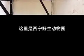 #地球应援团  【一分钟科普】人工繁育的雪豹姐妹双胞胎会被放归吗？#西宁野生动物园 #雪豹视频封面