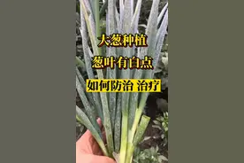 #抖音助农 #农业种植 #种植小技巧 #助力三农 #农技推广 #种植 #知识分享 大葱种植葱叶有白点如何防治治疗@抖音短视频 