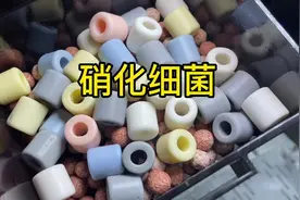 硝化细菌是什么？硝化细菌作用是什么？#养龟日常 #蛋龟视频封面