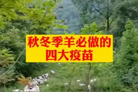 秋冬季养必做四大疫苗#养羊#疾病预防视频封面