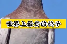 世界上最贵的鸽子#养鸽人 #信鸽赛鸽 #鸽子 #信鸽 #赛鸽 视频封面