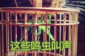 这些鸣虫叫声你听过吗