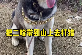 把二哈带到山上去打猎，结果一去不复还？#二哈 #哈士奇视频封面