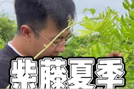 盆栽树形紫藤，夏季该如何修剪，已经修剪过的朋友，可以进行二次修剪了#紫藤 #园艺 #植物 @DOU+小助手视频封面