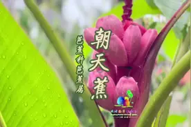 这样的蕉有见过吗？就是个头有点小#海南植物科普视频封面
