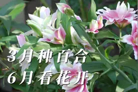 3月种百合，6月有花看。年年开花的夏季种球，闭眼就能种好。视频封面
