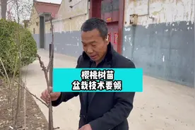 樱桃树盆栽技术要领#樱桃树苗管理 #樱桃树苗种植培育 #果树种植视频封面