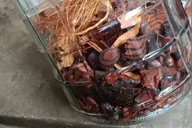 五指毛桃泡酒可活血、润肠通便、健脾化湿、行气化痰、健脾补血视频封面