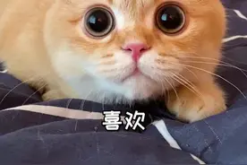 听说小猫咪看到喜欢的人，眼睛就会变圆！#猫 #萌宠 #当小猫咪看到喜欢的人 #猫咪的日常 #可爱视频封面