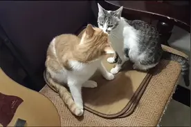 猫猫互舔是秀恩爱么？#喵星人视频封面