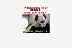 熊猫堪称“中国必杀技”，无论哪个国家在政治上有多么无理豪横，在它面前都能败下阵来。#国宝 #大熊猫 #萌宠