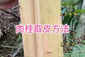 肉桂春天剥的叫春桂，它是这样取皮的，肉桂很多人只知道是五香之一，在药用价值的应用知道的却为数不多，你平时都怎么用？#肉桂 #三农
