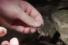 重磅！新物种！丽水百山祖发现两栖动物新物种：百山祖角蟾！《周末面孔》独家记录#热门 #生态 #浙江视频封面