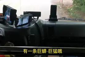 暑假抓蛇连续剧来了（一）（群众求助有巨蟒）#崇左消防抓蛇 #热门 视频封面