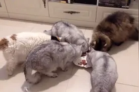 据说广东人就不过什么520，因为520广东话是“唔要你”视频封面