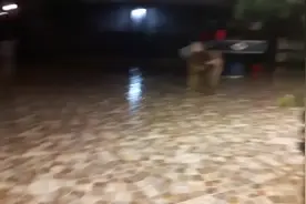 狗狗全身被烫伤，伤情严重触目惊心，被救后蜕变成天使！视频封面