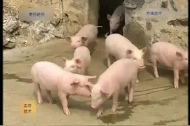 养猪技术大全视频教程：挑选仔猪的原则视频封面