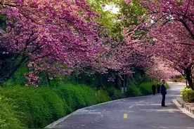 #十堰 #樱花🌸 大学进不去了，这是十堰唯一可以看樱花的地方，黄龙电厂，花期正当时！视频封面