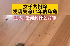#女子大扫除发现失踪12年的乌龟 主人:养了1年陪了我12年#主人回应发现失踪12年的乌龟 视频封面