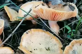 昨天好多人说视频是假的，还有很多人问在哪里捡的，今天再一次告诉大家一下，这些枞菌都是在山上捡的，松树林里捡的。