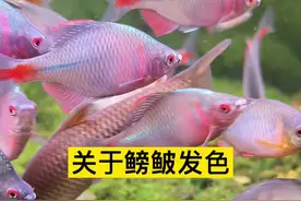 选好鱼，然后给鱼儿一个合适的环境，剩下的交给时间。#原生鱼之美 #鳑鲏视频封面