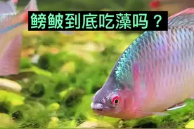 鳑鲏吃藻是没有疑问的，但是指望鳑鲏把藻吃光就有点难了，密度大的话可以控制丝藻的长度。我缸里现在密度大起来了，丝藻都长不长了。视频封面