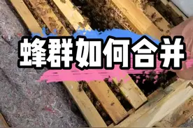 两个蜂群怎样合并成一个蜂群，正确的操作是这样的 #养蜂 #养蜂技术 #养蜂技术分享 #蜜蜂养殖技术 #蜂群管理 视频封面
