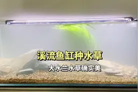 溪流原生缸造景的改动，原生缸的水草选择和种法#养鱼日记视频封面