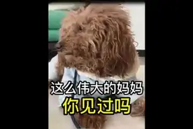这么伟大的妈妈，你见过吗？#神奇动物在抖音 #妈妈视频封面