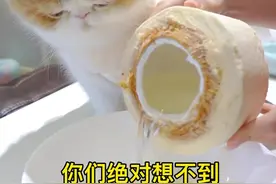 原来小猫咪也爱吃椰子鸡！！！#萌宠 #猫咪的迷惑行为视频封面