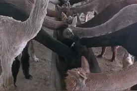 你知道羊驼爱吃啥？#羊驼 #美食 #养殖 #萌宠视频封面