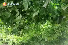 百香果树下 区长为肃州戈壁农业“代言”视频封面