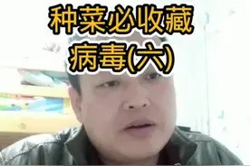 最后一条#经验分享 #作品推广 #蔬菜种植视频封面