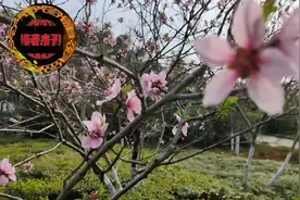 请到这里来视频封面