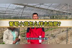 葡萄小苗怎么样去施肥，参考标准你知道吗?#新农人计划2022视频封面
