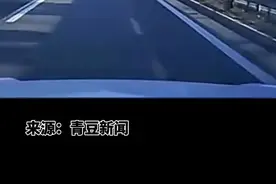 山羊上高速被车撞，交警判羊主人全责 #高速 #交通安全 @抖音短视频 
