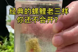 经典的螺鲤老三样不会开？点进来看看~JJ#抖音618好物节 #钓鱼#钓鱼人  #饵料 #挑战进货式钓鱼
