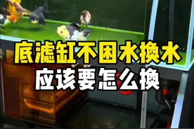 底滤缸不困水换水，我是怎么换的 #兰寿 #泰狮 #底滤缸 #鱼缸换水视频封面