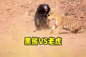 老虎VS黑熊，场面非常精彩激烈，让人看的热血沸腾#老虎 #棕熊视频封面