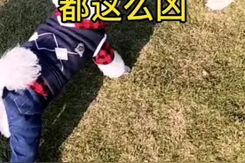 为什么小狗都这么凶#萌宠 #家有萌宠 #萌宠出道计划视频封面