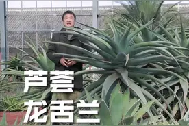 芦荟，龙舌兰，傻傻分不清楚。视频封面